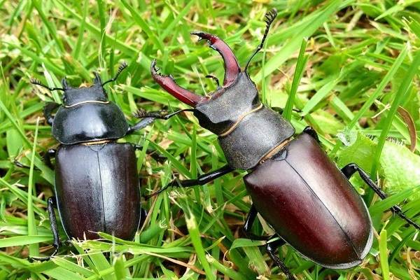 Жук-олень-насекомое-Описание-особенности-виды-поведение-и-среда-обитания-жука-оленя-7