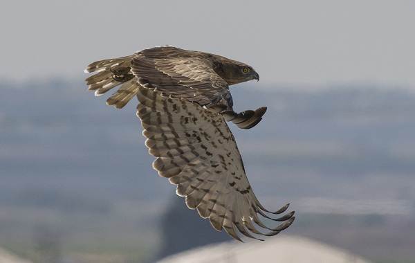 Змееяд-птица-Описание-особенности-виды-образ-жизни-и-среда-обитания-змееяда-10