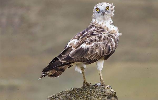 Змееяд-птица-Описание-особенности-виды-образ-жизни-и-среда-обитания-змееяда-11