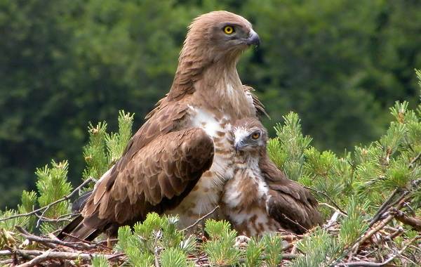 Змееяд-птица-Описание-особенности-виды-образ-жизни-и-среда-обитания-змееяда-14