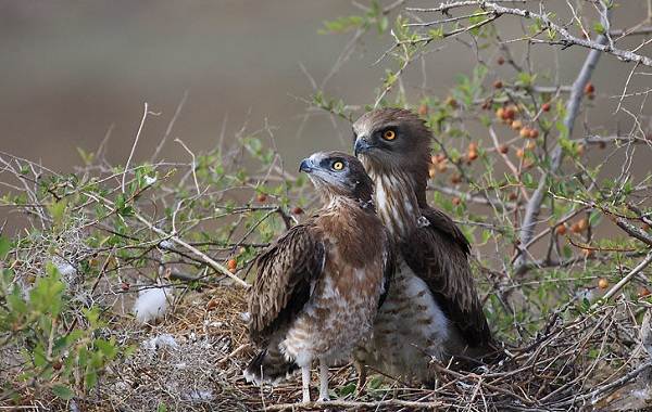 Змееяд-птица-Описание-особенности-виды-образ-жизни-и-среда-обитания-змееяда-16