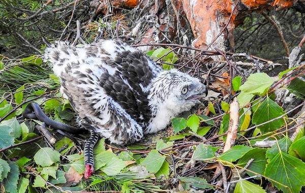 Змееяд-птица-Описание-особенности-виды-образ-жизни-и-среда-обитания-змееяда-17