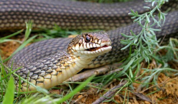 Фото: Желтобрюхая змея в России