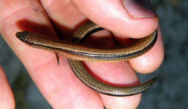 Фото: Маленький жельтобрюх