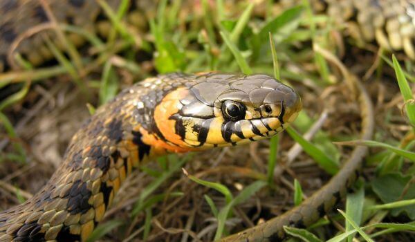 Фото: Желтобрюхий полоз