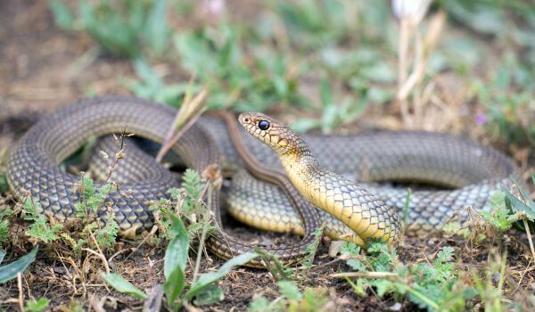 Фото: Змея желтобрюх в Ростовской области