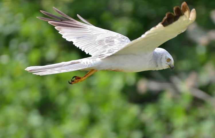 Степной лунь – описание, ареал, питание, размножение