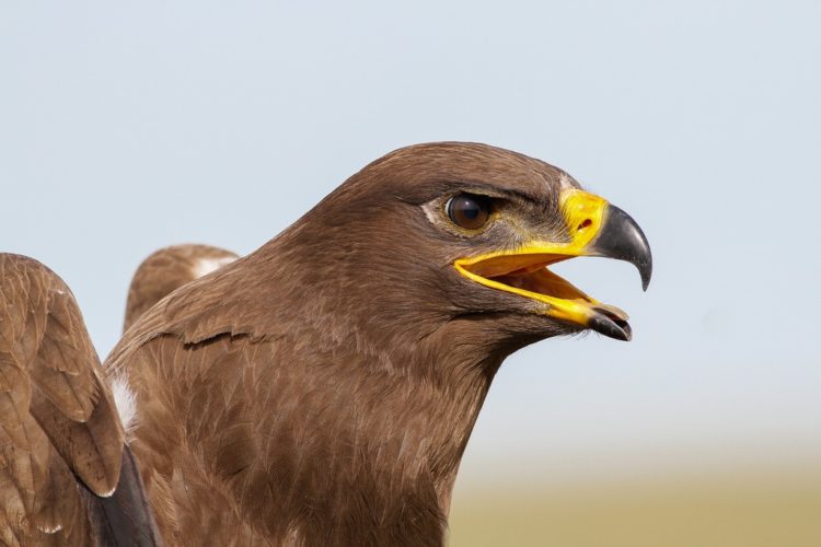 Степной орел - интересные факты