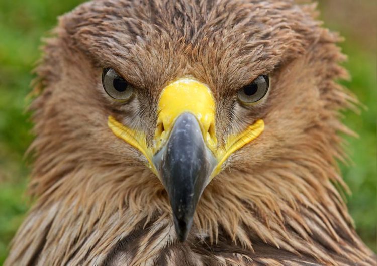 Степной орел - интересные факты