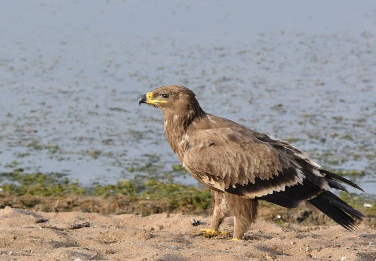 Степной орел - интересные факты