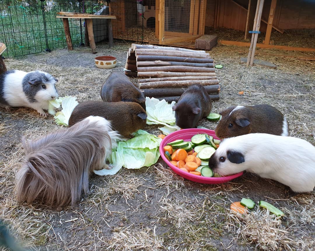 морская-свинка-содержание-и-уксод