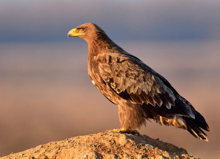 Степной орел