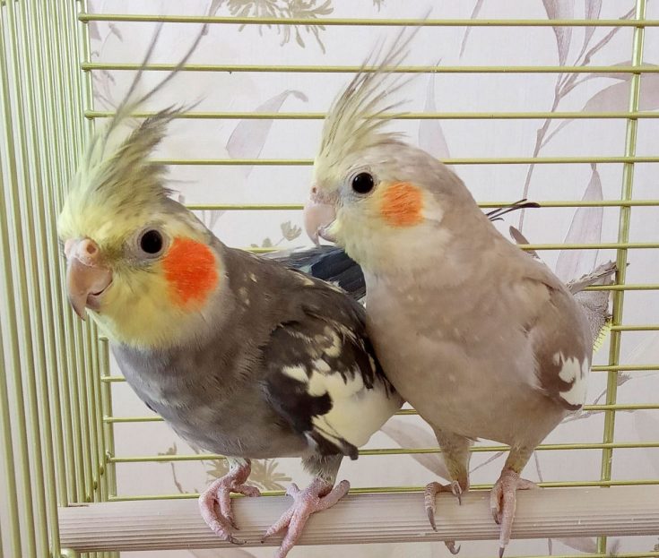 Сколько живут попугаи кореллы в домашних условиях