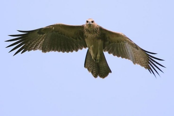 Молуккский орел