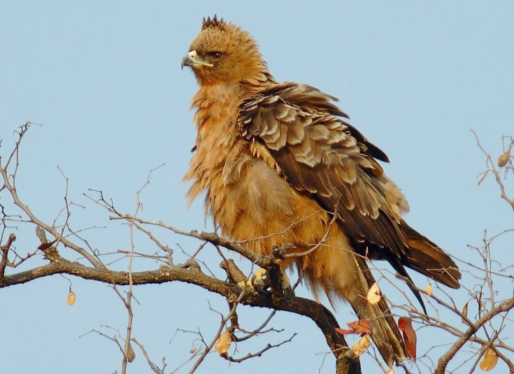 Серебряные орлы