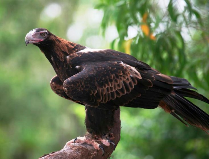 Клинохвостый орел