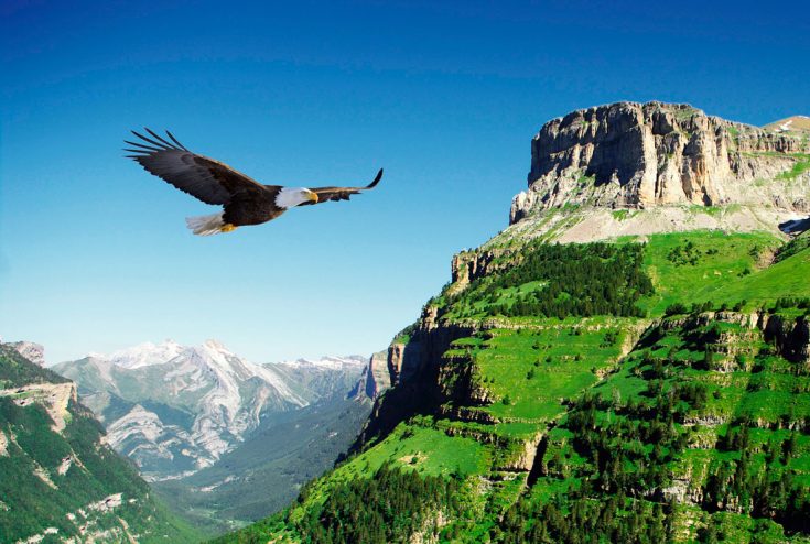 Степной орел - интересные факты