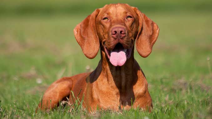 фото венгерской Визслы