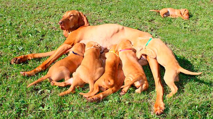 венгерская Визсла с щенками венгерская Визсла с щенками