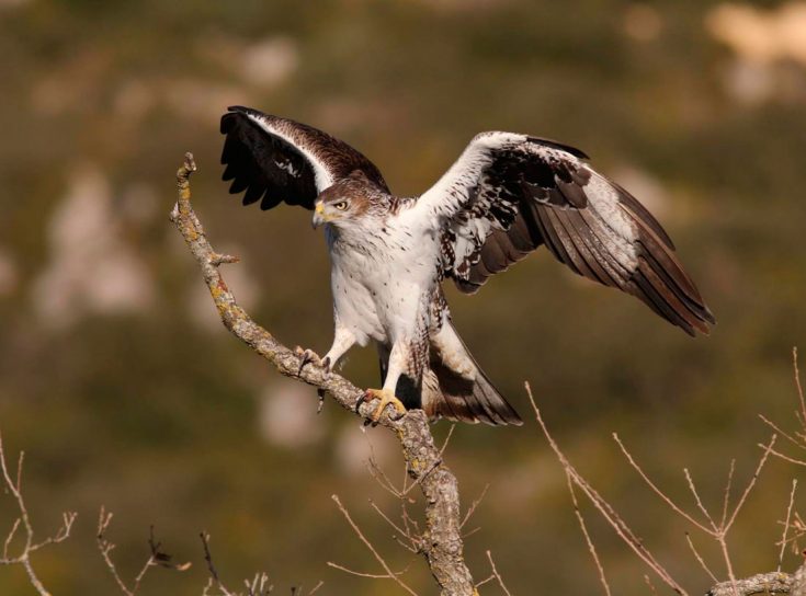 Ястреб орел