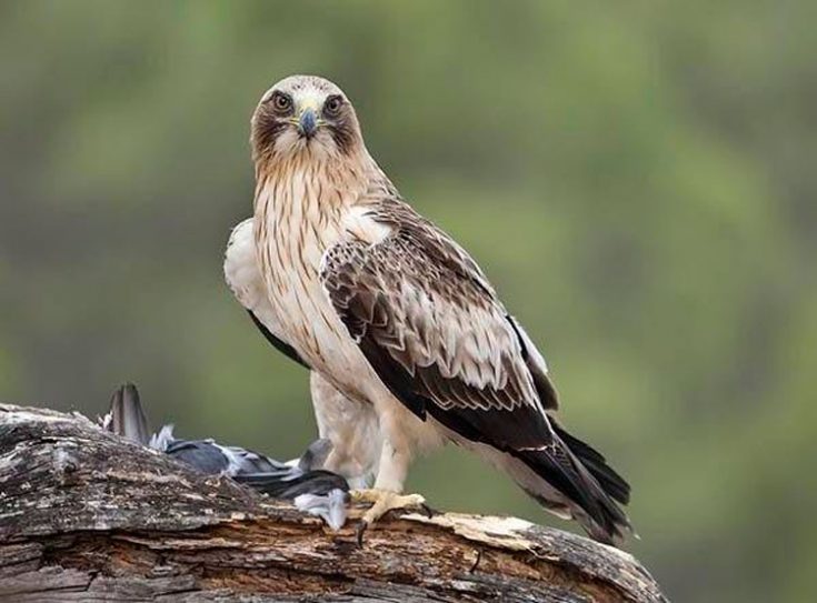 Карликовый орел