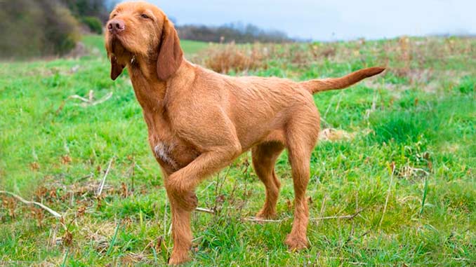 выжла на охотничьей картинке выжла на охотничьей картинке