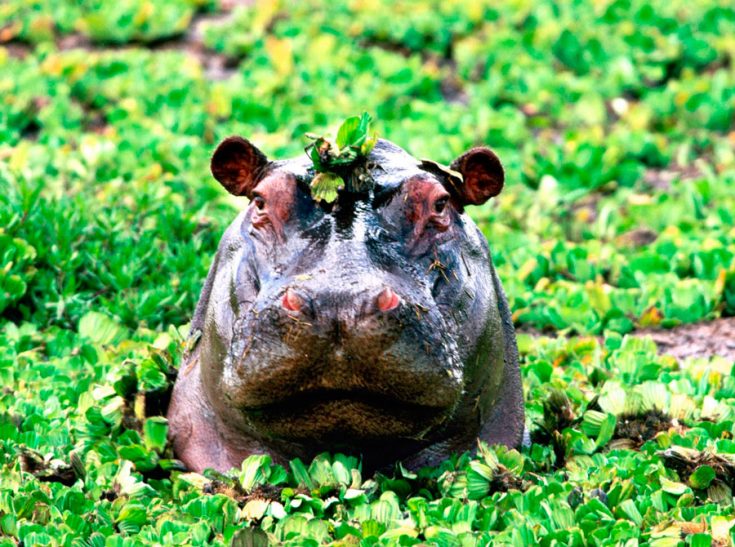 Естественная среда обитания