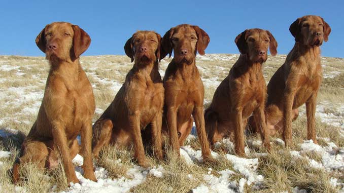 венгерская жесткошерстная выжла венгерская жесткошерстная выжла