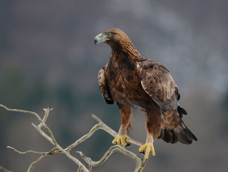 Золотой орел