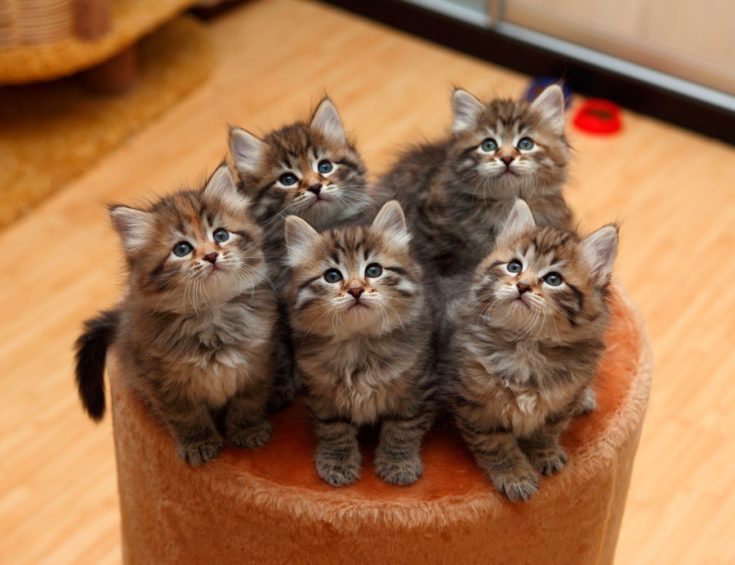 Советы и рекомендации по покупке котенка