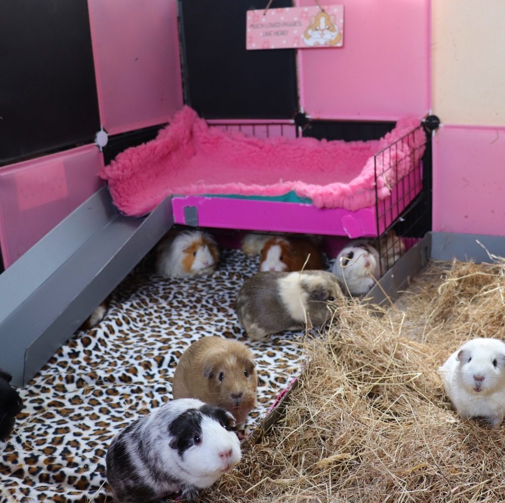 Морские свинки: содержание и уход от А до Я. Чем кормить, как обустроить клетку, преимущества и недостатки морских свинок