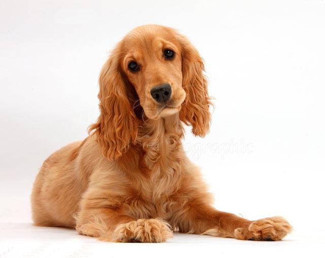 Английский кокер-спаниель лежит