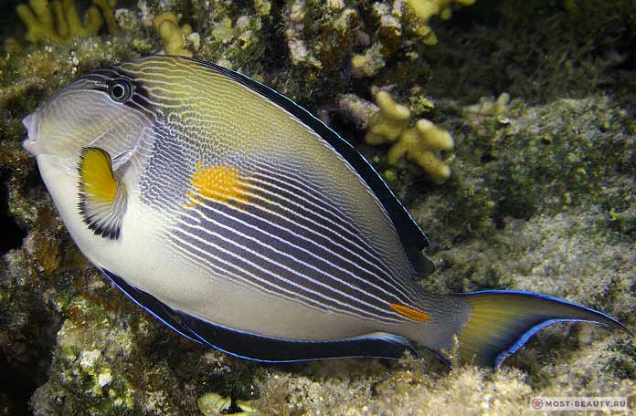 Самые ядовитые рыбы: Арабский хирург. CC0