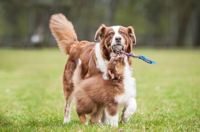 Австралийская овчарка с щенком на прогулке