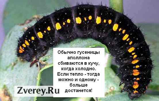 Гусеница аполлона