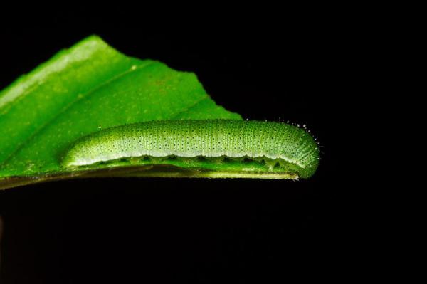 Бабочка лимонная трава: виды, фото и описание, образ жизни и среда обитания