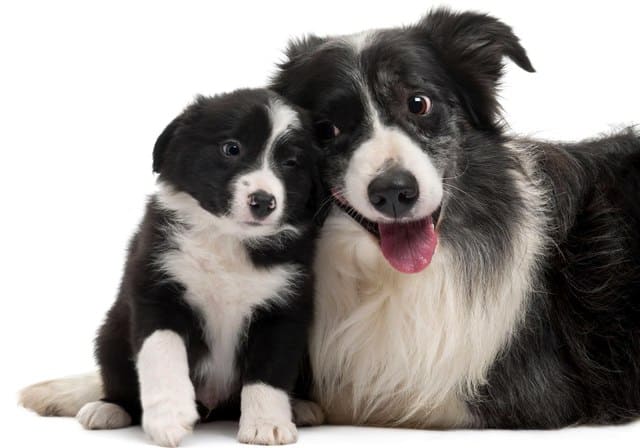 Бордер-колли - щенок и взрослая собака