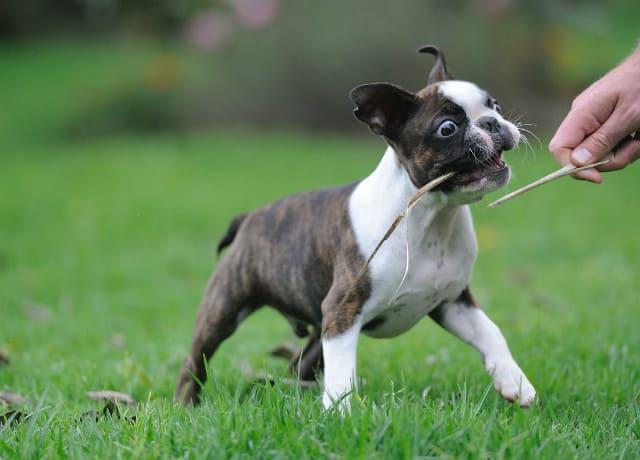 Щенок породы бостон-терьер