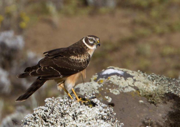 Степной лунь – описание, ареал, питание, размножение