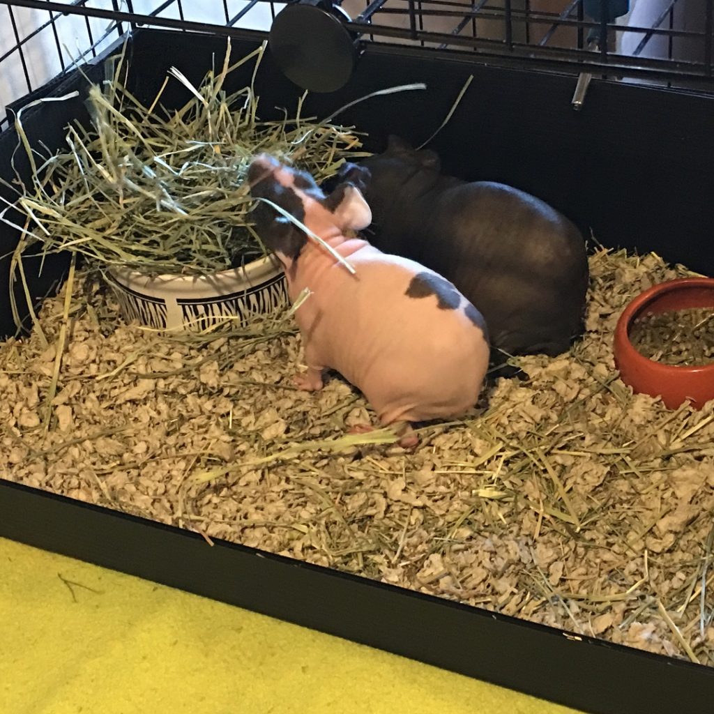 морская-свинка-содержание-и-уксод