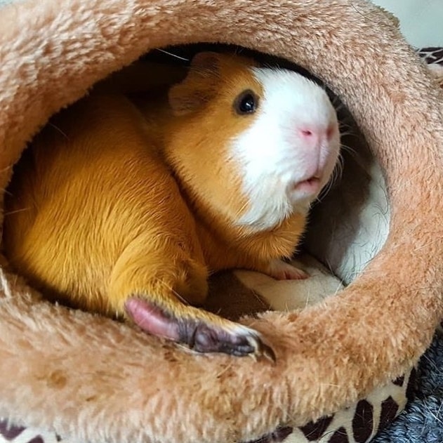 морская-свинка-содержание-и-уксод