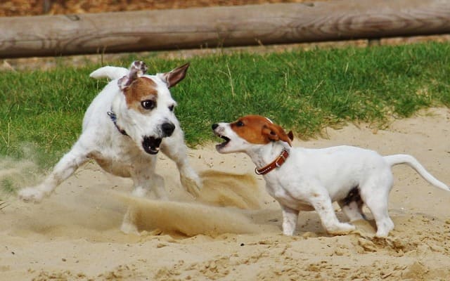 Джек-рассел-терьер - играет в песке
