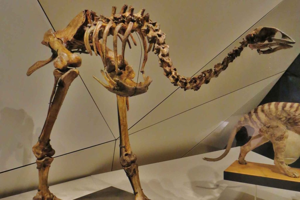 Восточный моа скелет