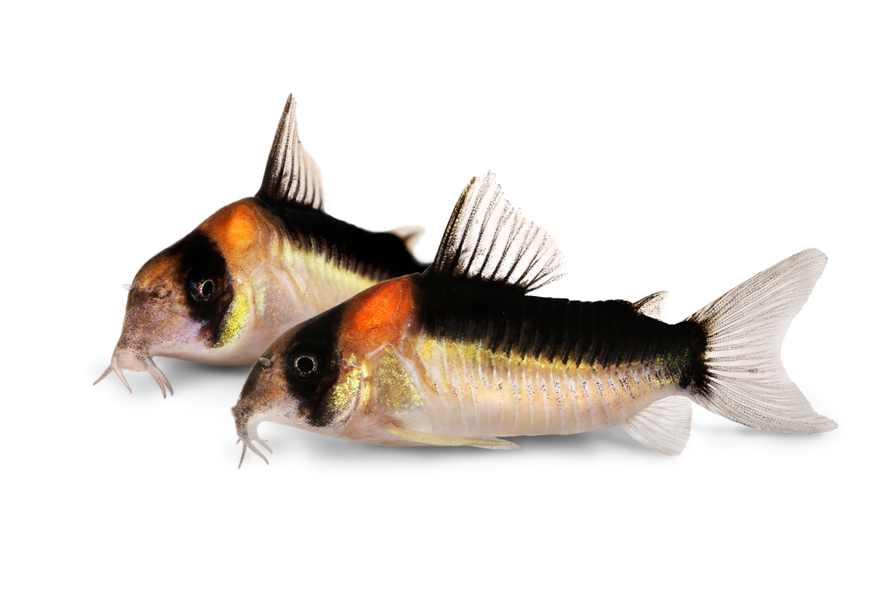 Сомики Коридорасы: содержание, уход и размножение