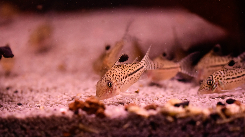 Сомики Коридорасы: содержание, уход и размножение