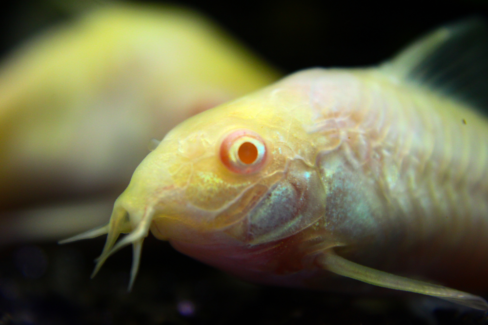 Сомики Коридорасы: содержание, уход и размножение