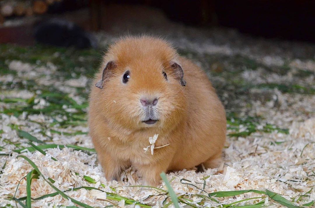 морская-свинка-содержание-и-уксод