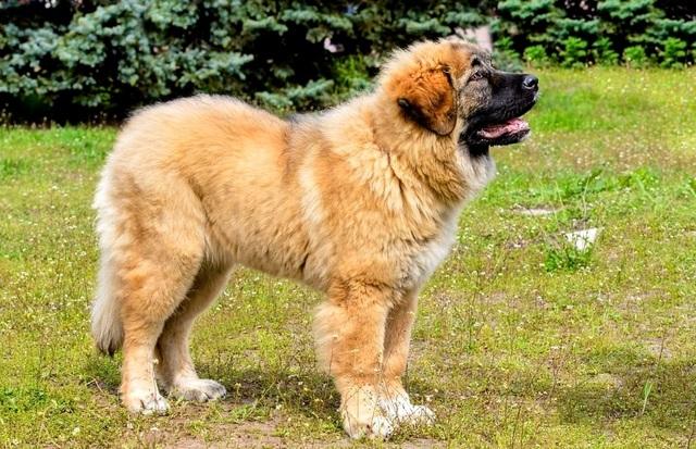 Рыжий щенок кавказской овчарки