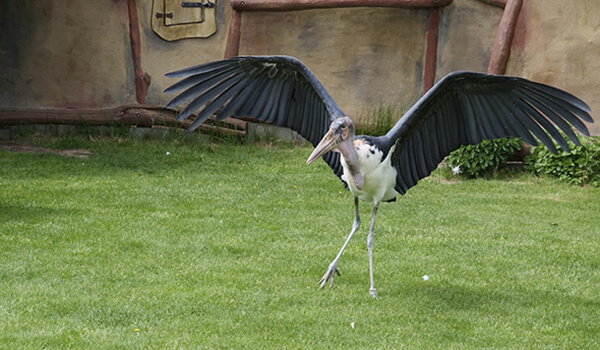 Фото: аист марабу