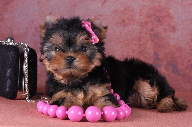 Мини-йоркширский терьер